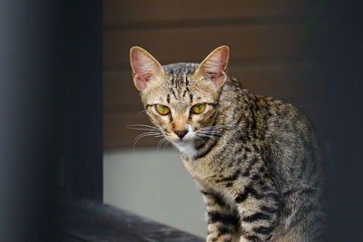 Close-up portrait of tabby cat