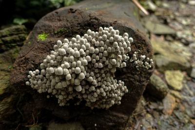 Close-up of mushrooms growing on rock
