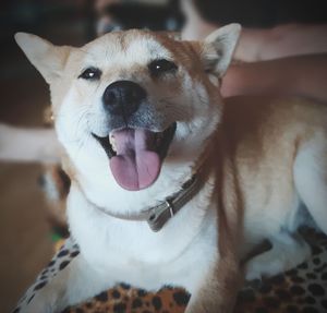 Close-up portrait of dog at home