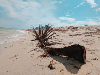 Coconut palm tree on beach against sky
