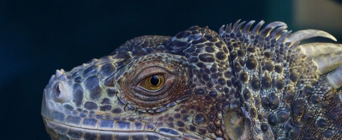 Close-up of animal shell