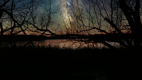 tree