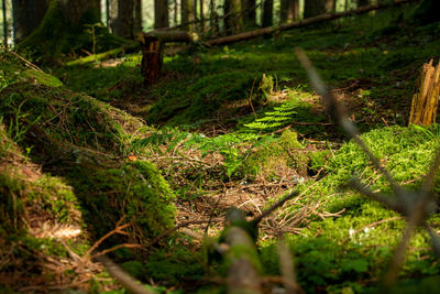 Plants growing on land in forest