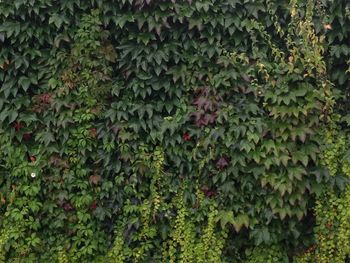 Full frame shot of ivy growing on land