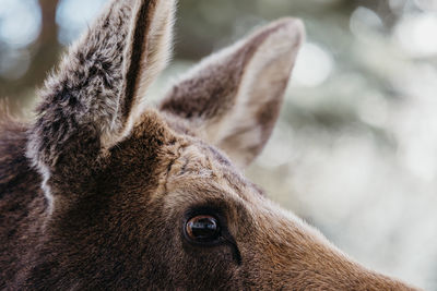 Close-up of deer