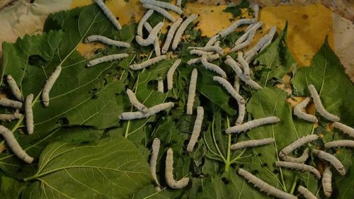 Close up of green leaves