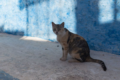 Cat on wall