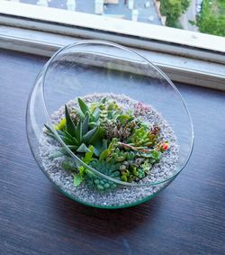 High angle view of plants in glass bowl on table