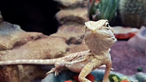 Close-up of lizard on rock