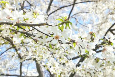 Low angle view of apple blossoms in spring