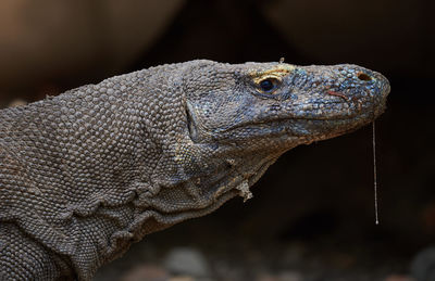 Komodo close-up