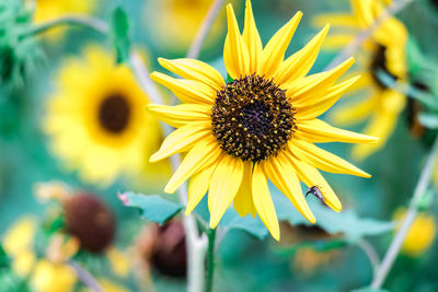 Close-up of sunflower