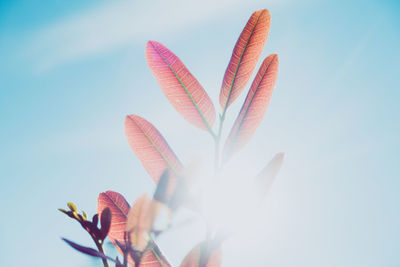 Low angle view of sunlight streaming through plant against clear sky