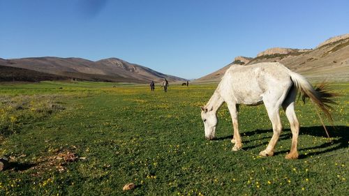 Side view of horse grazing on grassy field against clear sky