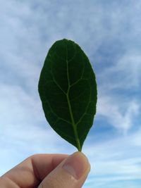 Close-up of hand holding small leaf against sky