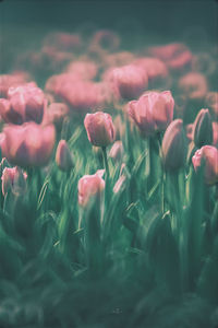 Close-up of pink tulips on field