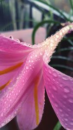 Close-up of water drops on pink flower