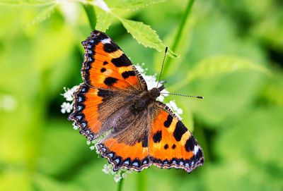 Close-up of butterfly pollinating flower
