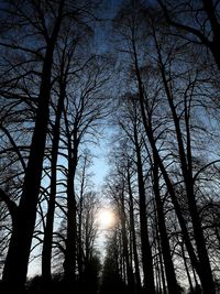 Low angle view of silhouette bare trees in forest