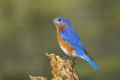 Close-up of a bird perching