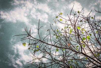 Low angle view of bare tree against cloudy sky