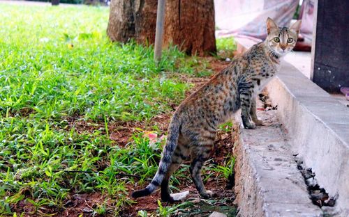 Dog relaxing on grass
