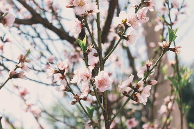 flowering plant