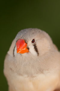 Close-up of a bird