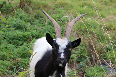 Portrait of goat standing in field