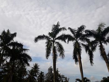 Low angle view of palm trees against sky