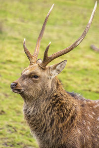 Close-up of deer on field