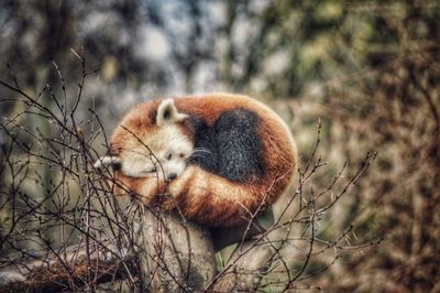 Close-up of squirrel on tree