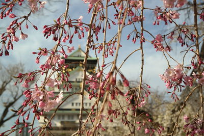 Close-up of pink flowering plant against tree