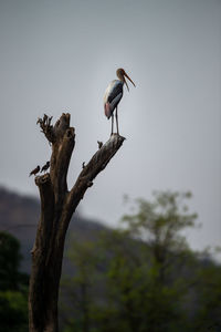 Bird perching on a tree