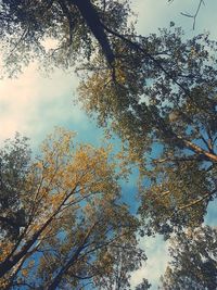 Low angle view of trees in forest against sky