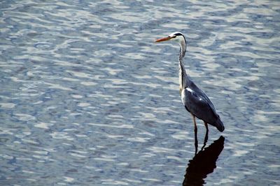 Birds in calm water