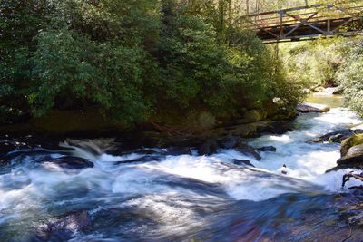 River flowing in forest