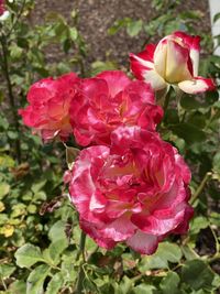 Close-up of pink rose