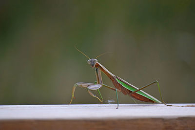 Close-up of insect on wall