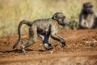 Close-up of monkey sitting on field