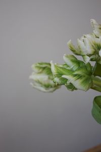 Close-up of plant against white background