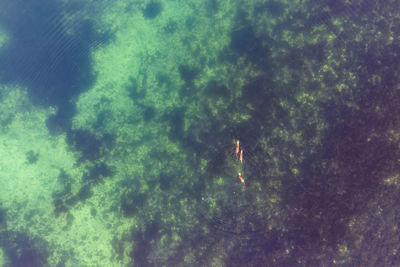 Uk, scotland, aerial view of otter swimming in turquoise sea with two cubs