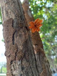 Close-up of tree trunk