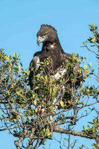 Martial eagle looks down from leafy bush