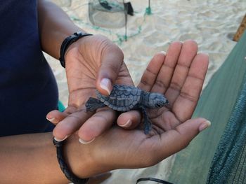 Midsection of woman holding hatchling at beach