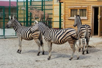 Zebras zebra
