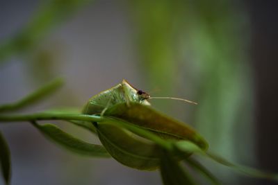 Close-up of insect on leaf