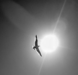 Low angle view of airplane flying in sky