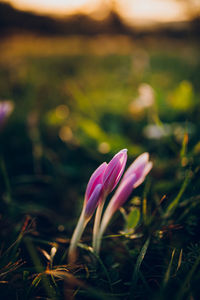 Close-up of purple crocus flower on field