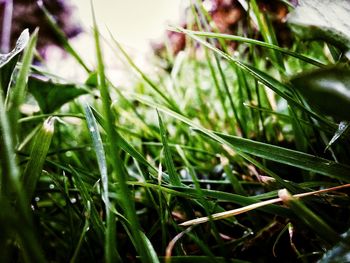 Close-up of grass